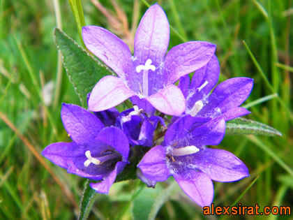 Campanula glomerata